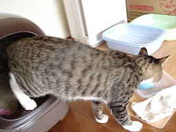 ここ掘れニャンニャン4
