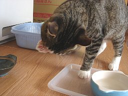 ここ掘れニャンニャン6