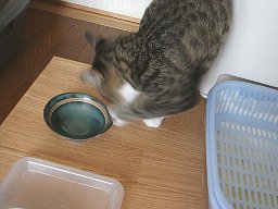 ここ掘れニャンニャン8