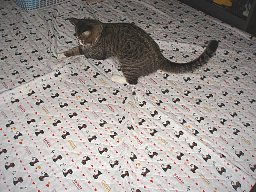 捕まえれない2