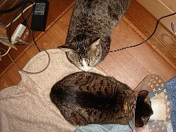 DSC05985.JPG
