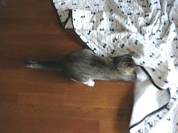 捕まえれない5