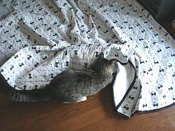 捕まえれない6