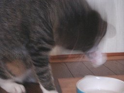 食事4
