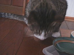 食事5