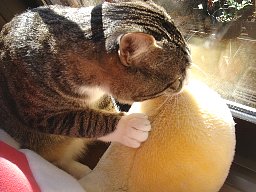 プーさんの足1