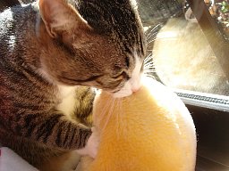 プーさんの足2