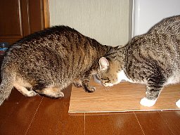 おいしそう5