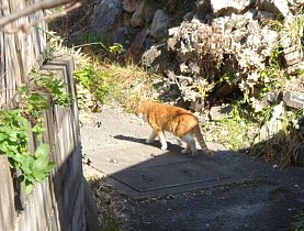 DSC05727.JPG