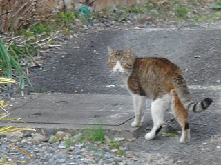 DSC06511.JPG