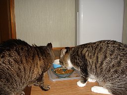 おいしそう10
