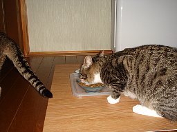 おいしそう11