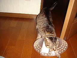 ただいま2