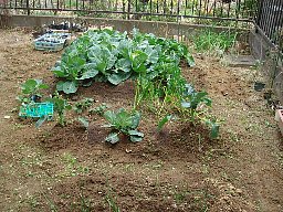 草むしり3