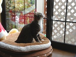 カラス追い3