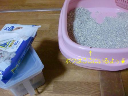 チョコチップが付いてます