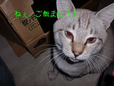 ねぇ、ご飯まだ？？