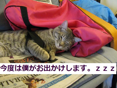 グレコのおでかけ