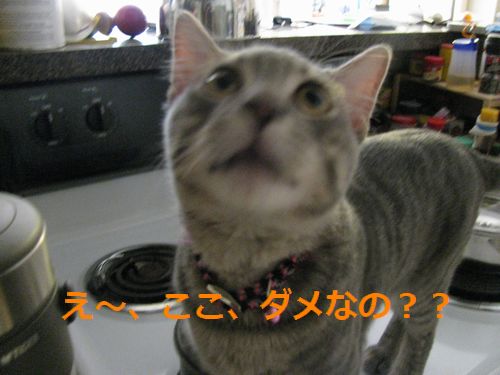 だめなの？