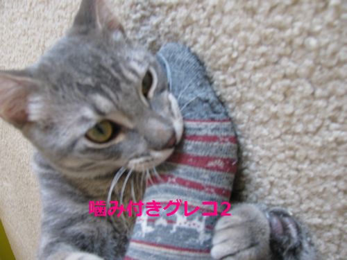 本日のグレコ２