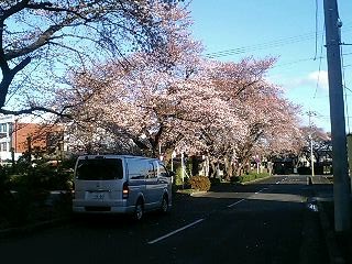 桜並木