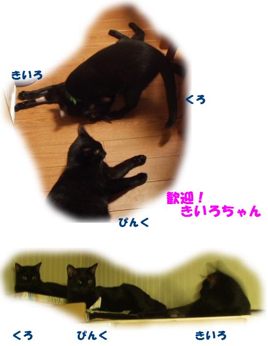 きいろ　良かったね！