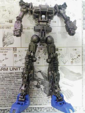 内骨格色づけ