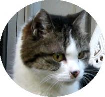 チャチャコの肖像