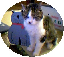 冬毛になったチャチャコ