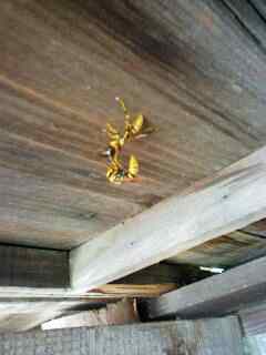 蜂の巣H190625