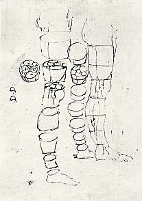 Leonardo人間の右脚の横断面図