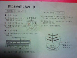 H2001114楷(かい)の木の育て方.jpg