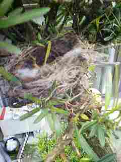前栽の雀の巣H190725