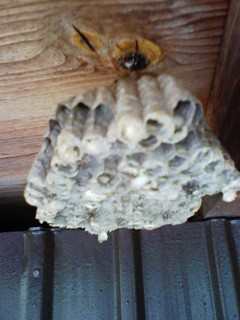 F210705車庫の入り口の足長蜂の巣
