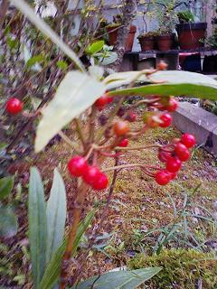 F221017百両の赤い実