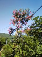 F210731満開のｻﾙｽﾍﾞﾘの花