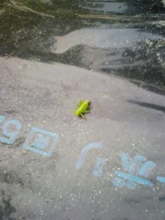 F210405ﾊﾞｯﾀの赤ちゃん