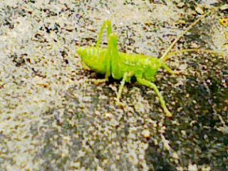 F210405ﾊﾞｯﾀの赤ちゃん大