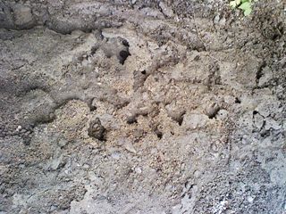 F210715蟻の巣が….