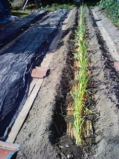 定植中の岩津ネギ