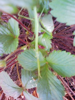 F210808避暑中のｶﾏｷﾘ