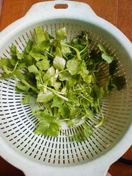 摘み取った三つ葉