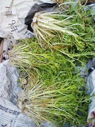 しょうやく前のｻﾗﾀﾞ水菜