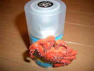 例によって、まぐねっと