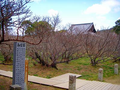 仁和寺御室桜２.jpg