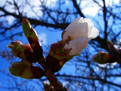 仁和寺御室桜３.jpg