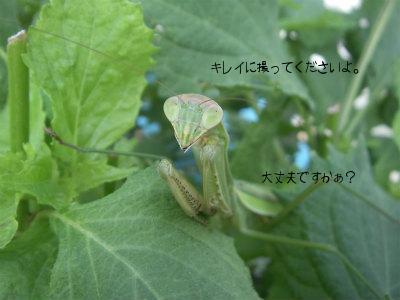 カマキリ2.jpg