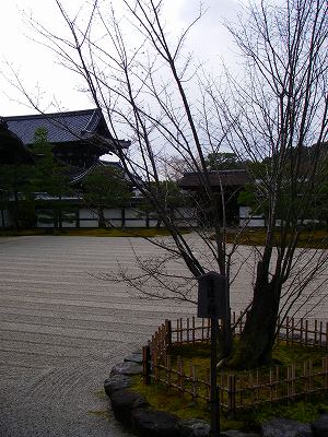 仁和寺左近の桜.jpg