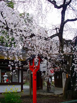 平野神社４.jpg