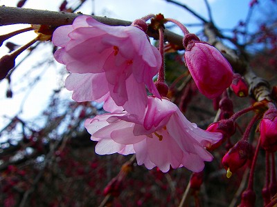 平野神社６.jpg